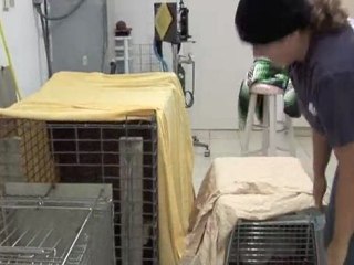 Crystal Jungle Cat Cheats Death