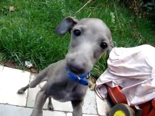 Levrier Italien VS Chihuahua