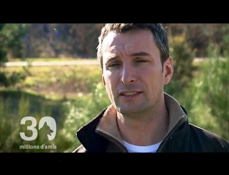 Sauvetage de 3 lions par la Fondation 30 Millions d'Amis