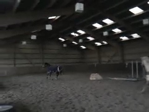 Ridalgo et d'autres chevaux en liberté (2)