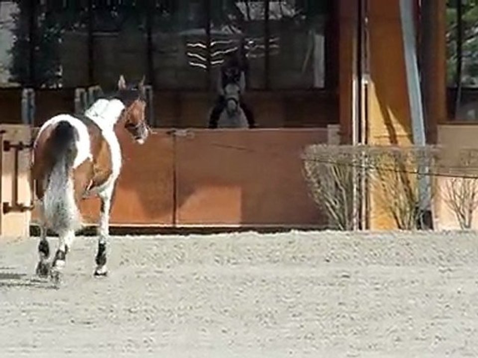 cheval à l'exercice