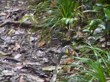 [Guyane] Serpent et grenouille