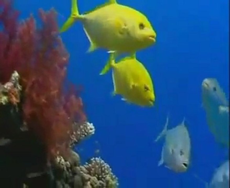 ilahiler -3 'sevdim seni mabuduma'