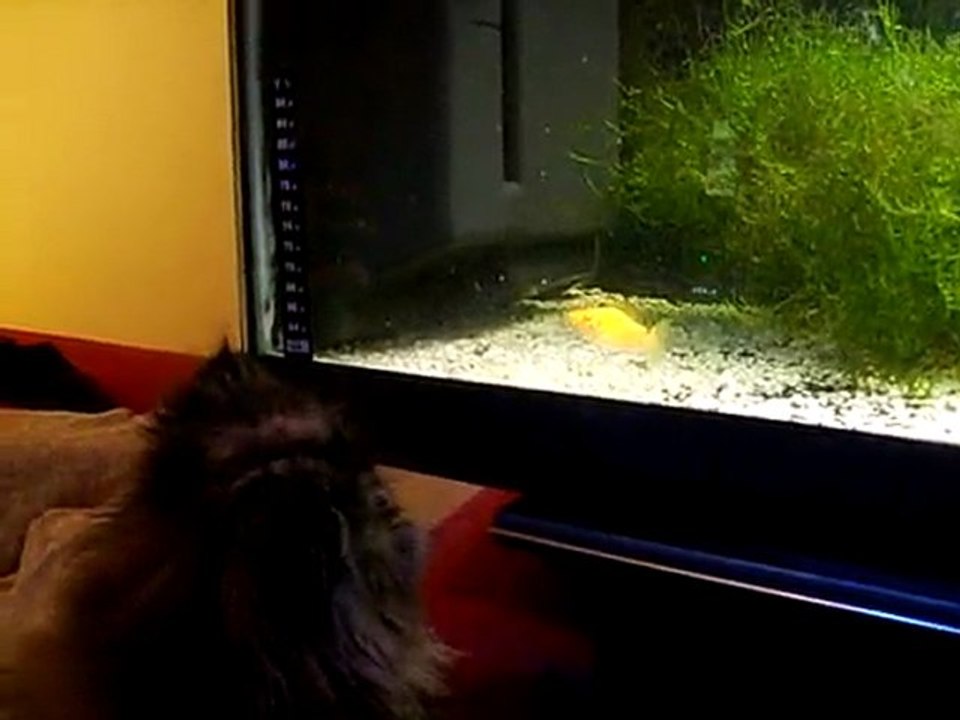évidence joue à cache cache avec un poisson