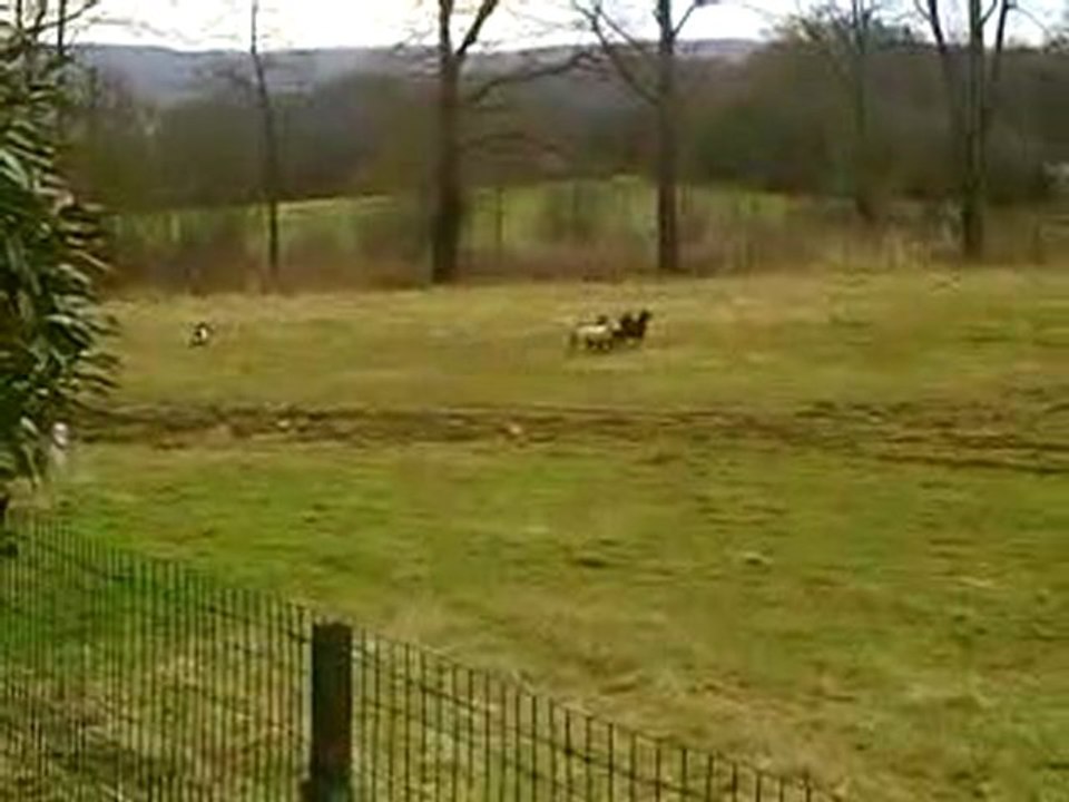 Dixie entrainement troupeau du 20/02/2010 sur soays