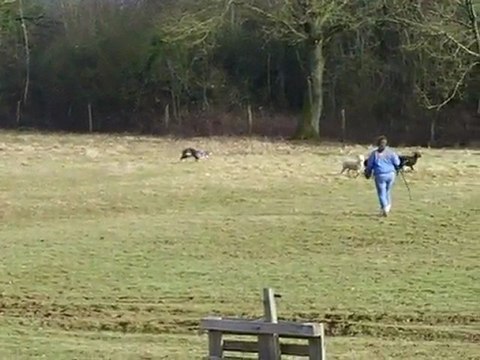 Dixie entrainement troupeau du 20/02/2010 sur soays 2