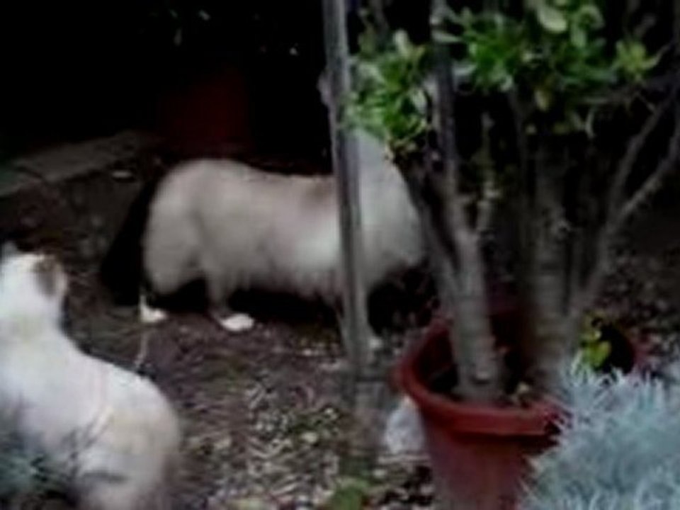 Akita & Aribo -jardin-