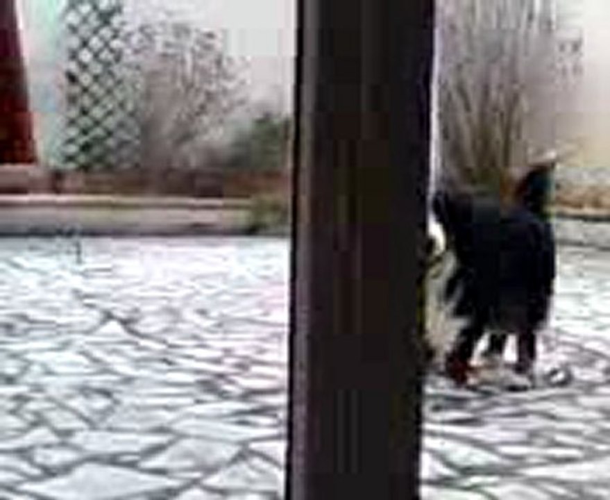 Doggy et sylvain jouent
