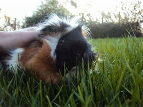 Les super rongeurs ! =D