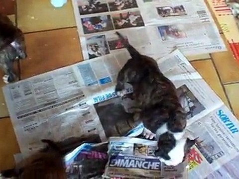 Chiots bouledogue américain