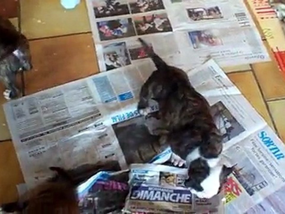 Chiots bouledogue américain