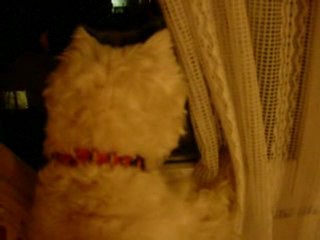 Un westie, ça cause !