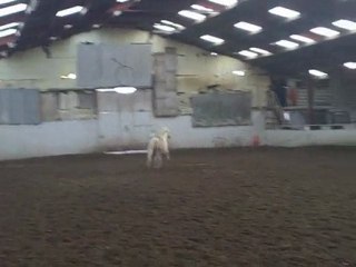 saïda la plus belle jument blanche