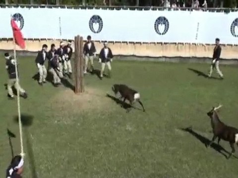 Voyage au Japon - jour 10 - Nara - Les daims dans l'arène