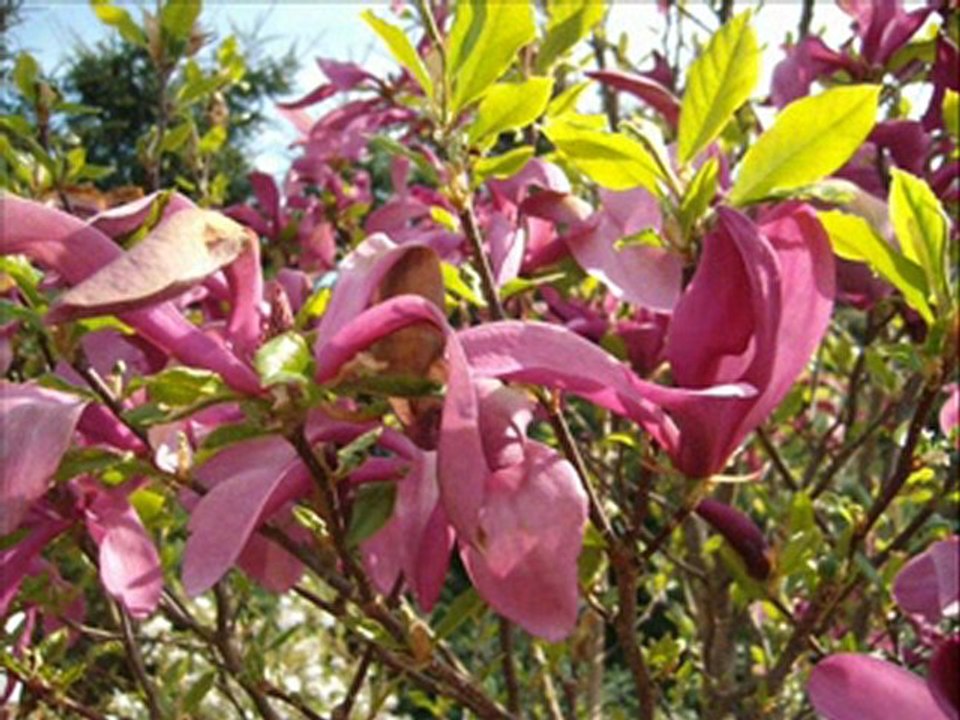 Magnolien im Exotik-Kunst-Garten