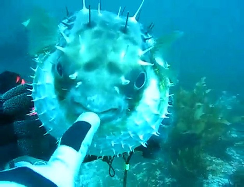 La vengance d'un poisson sur un plongeur ?
