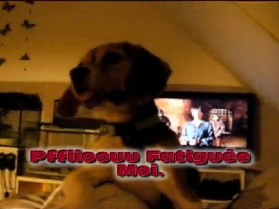 eden beagle