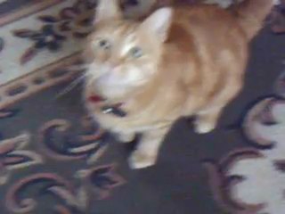 Jeux de chat(3eme partie)