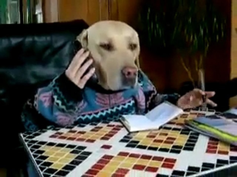 Telefon ve köpek