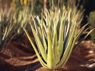 Kraft der Aloe Vera