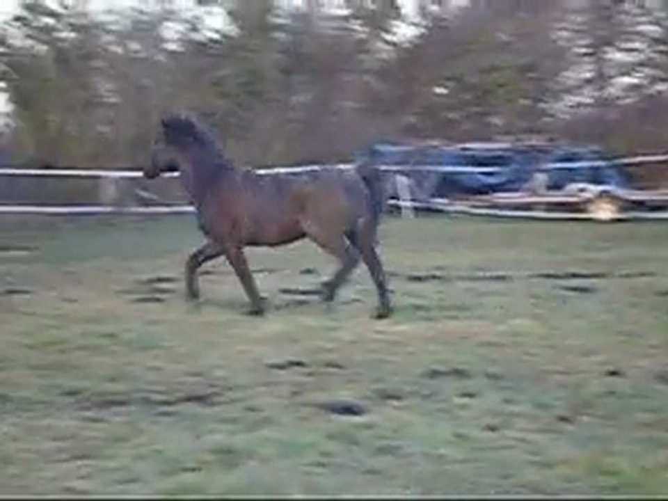 Orion et Scoubidou, la course !