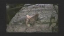 Tigre vs croc