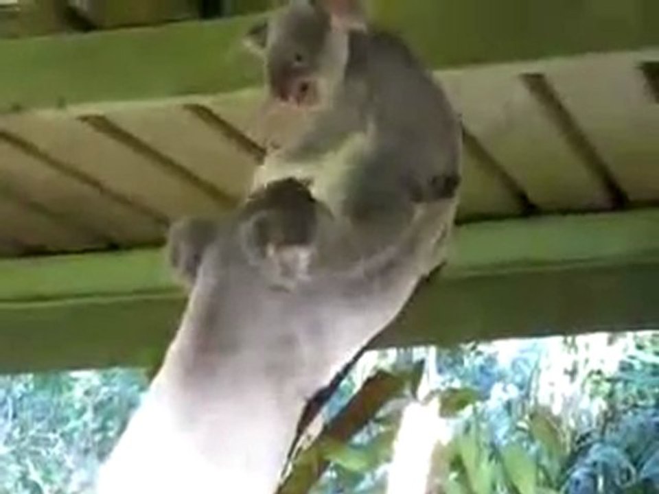 Lite tra koala