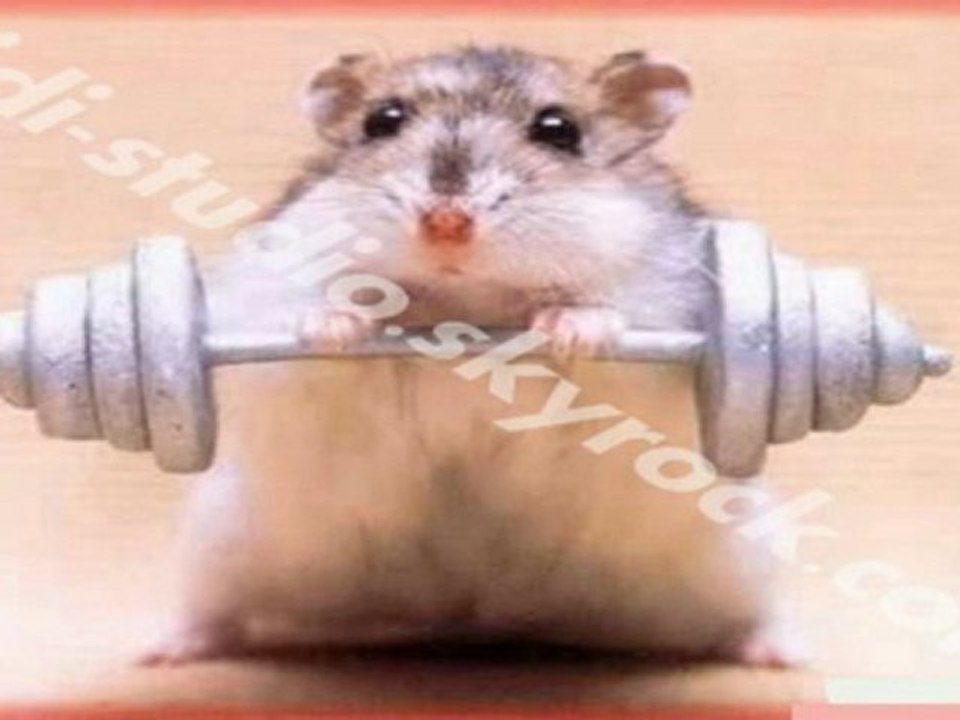 Dépèche AFP : Le coup du Hamster