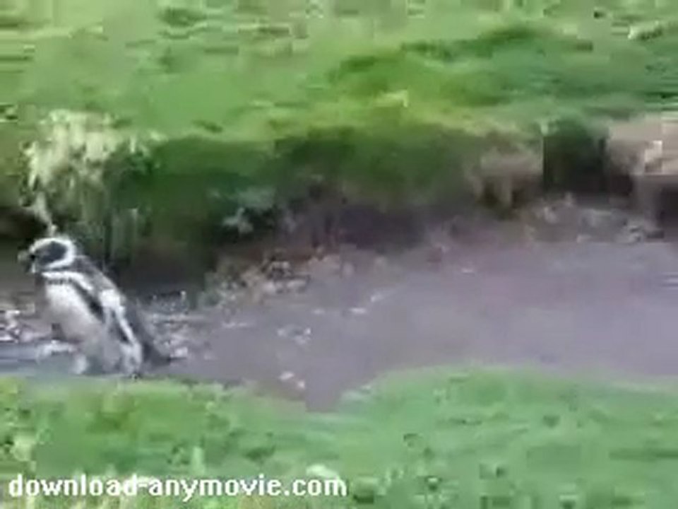 Funny pinguin falling down