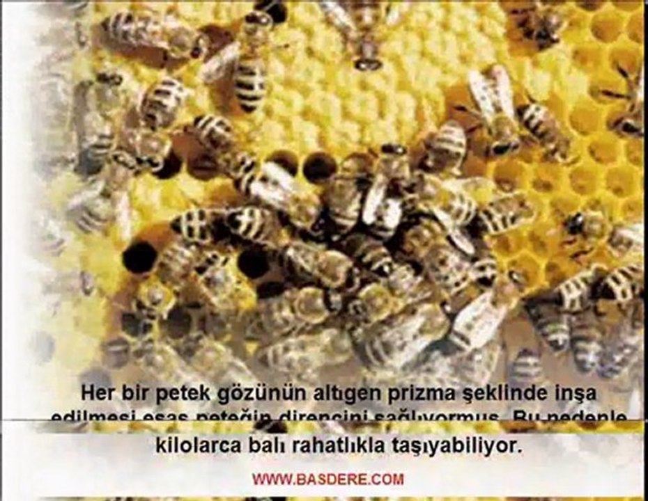 Arılarda yönetim dersi..kerim şahin..www.basdere.com