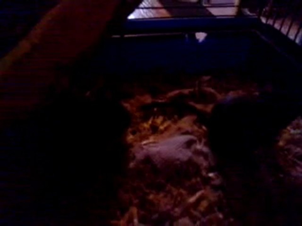 Mes bébés octodons