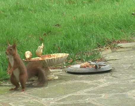 Jardins amis des oiseaux 3
