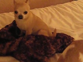 Bambi et Enzo à l'hotel à Bourges !!!