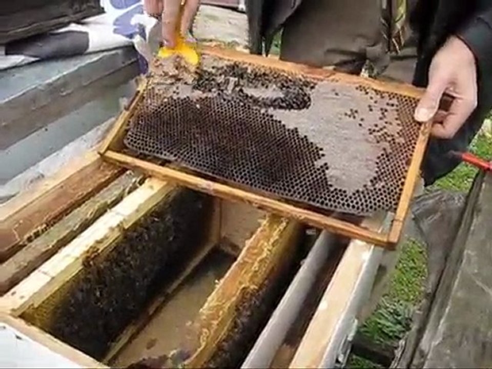 Arı kolonisi kontrolü