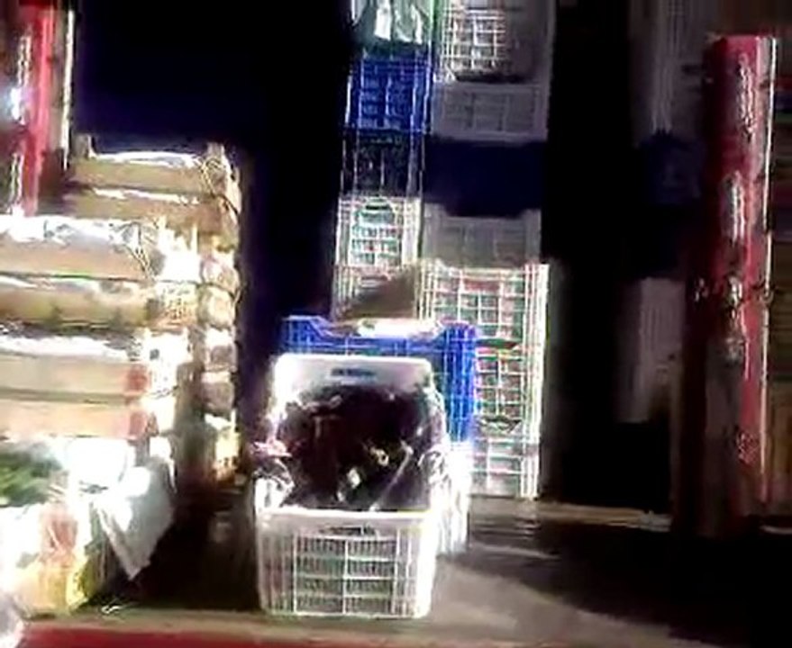 hal2