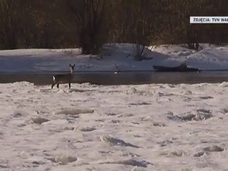 Sarna uwięziona na Wiśle