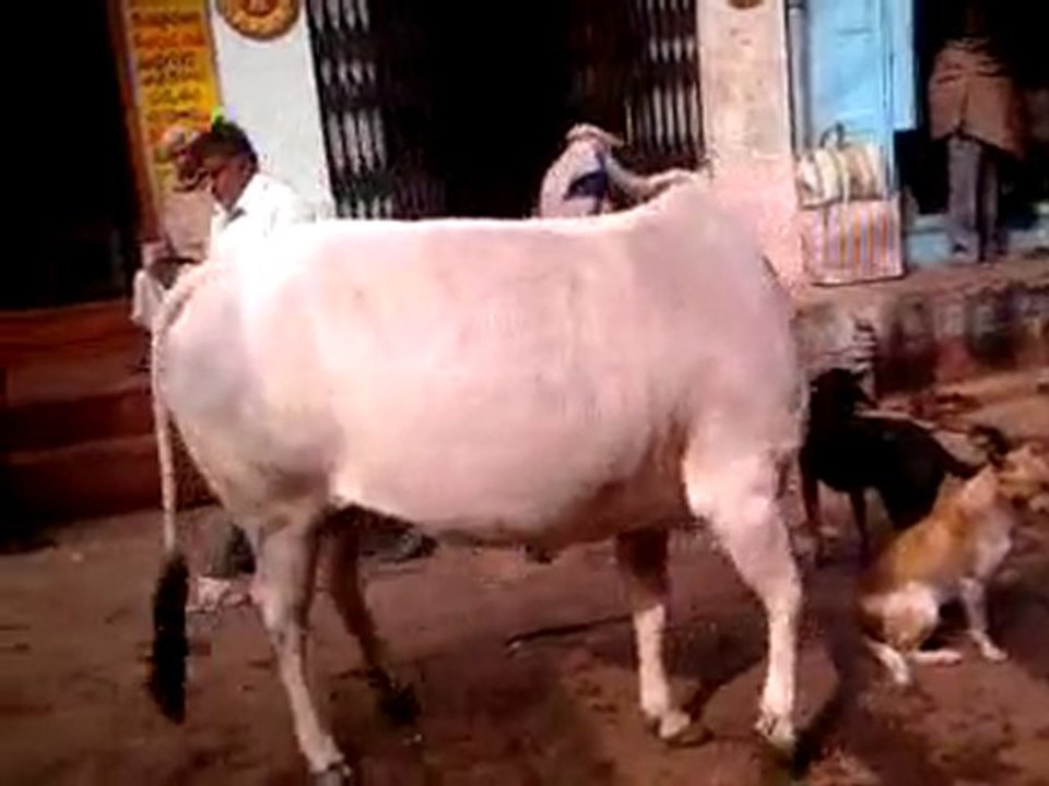 VaranasiVache