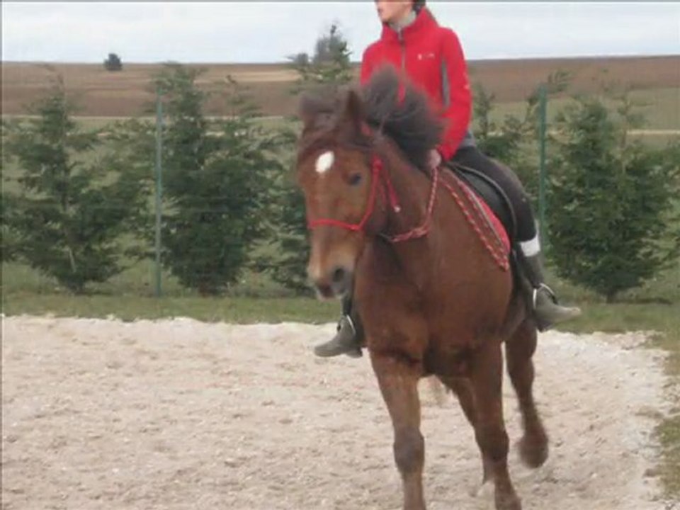 Mistral séance montée licol - Dressage & saut