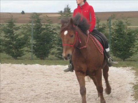 Mistral séance montée licol - Dressage & saut