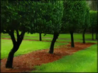 Growing grass from seed