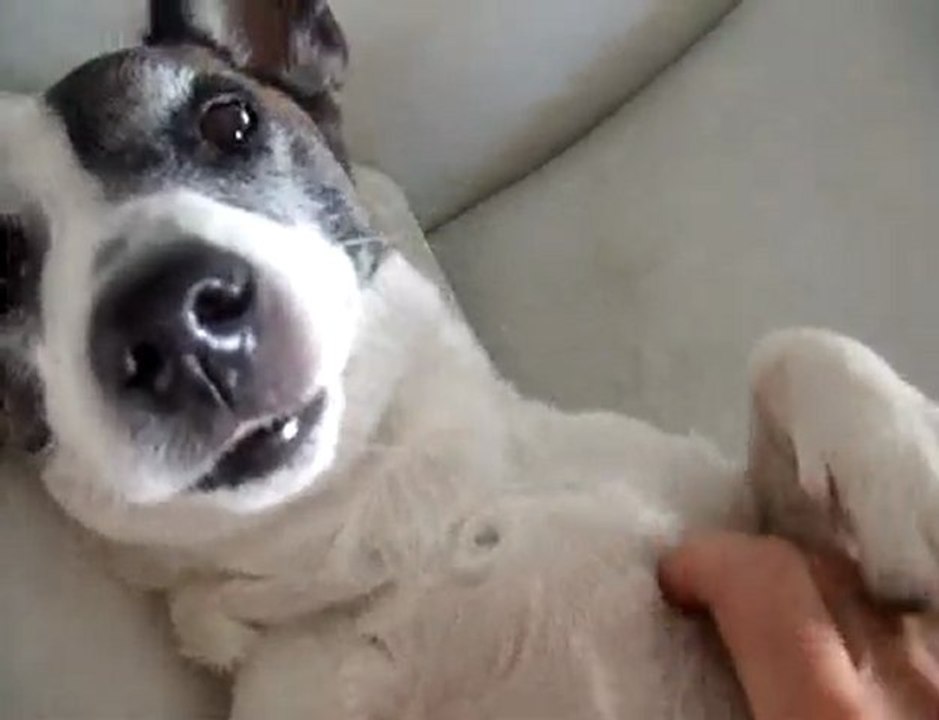 21-Cukulat Jack Russell at  Massage Parlor-Masaj da-funny