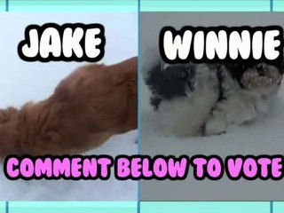 Snow Puppies! - Animal Idol 020