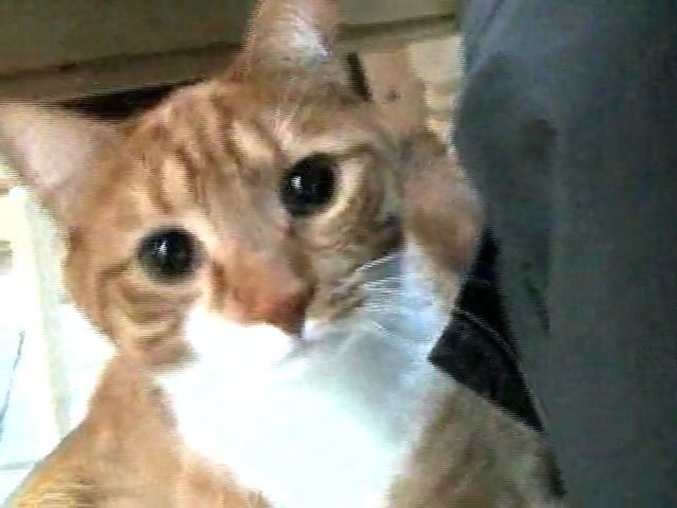 Mylo the Cat vs. The Paparazzi