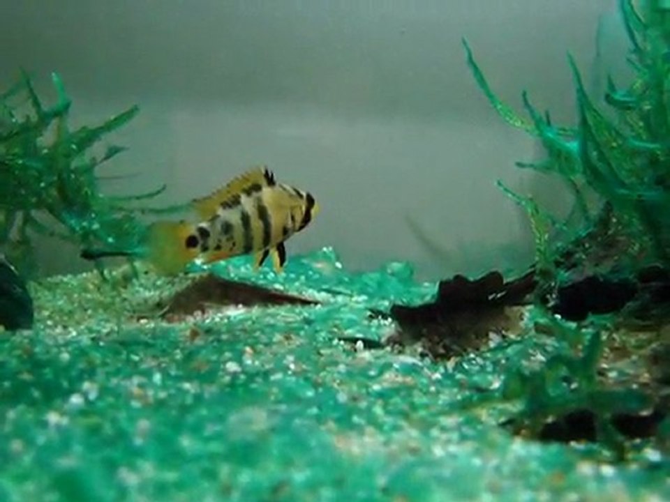 Apistogramma baenschi (inka) cifti ve yavrular