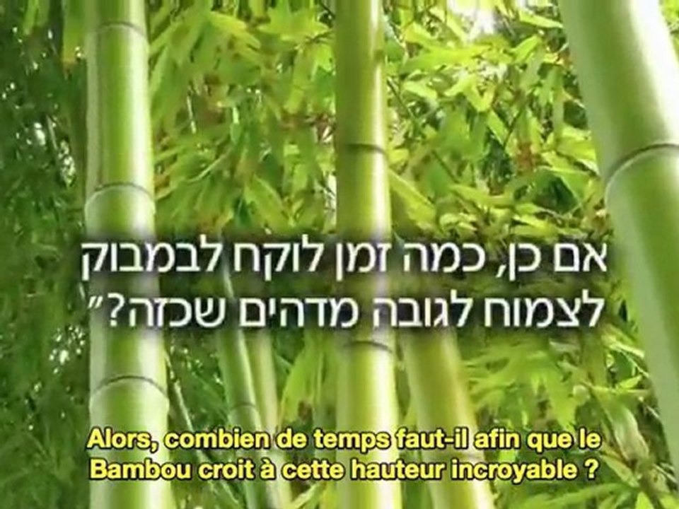 Chinese BamBou