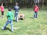 American Staffordshire Terrier au jeu entouré d'enfants 2/2
