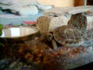 ma tortue est somnambule