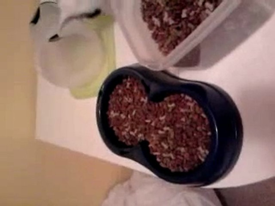 loulou et ses croquettes