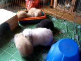 100_8567 lapin bélier teddy angora et ses bébés  8 semaines