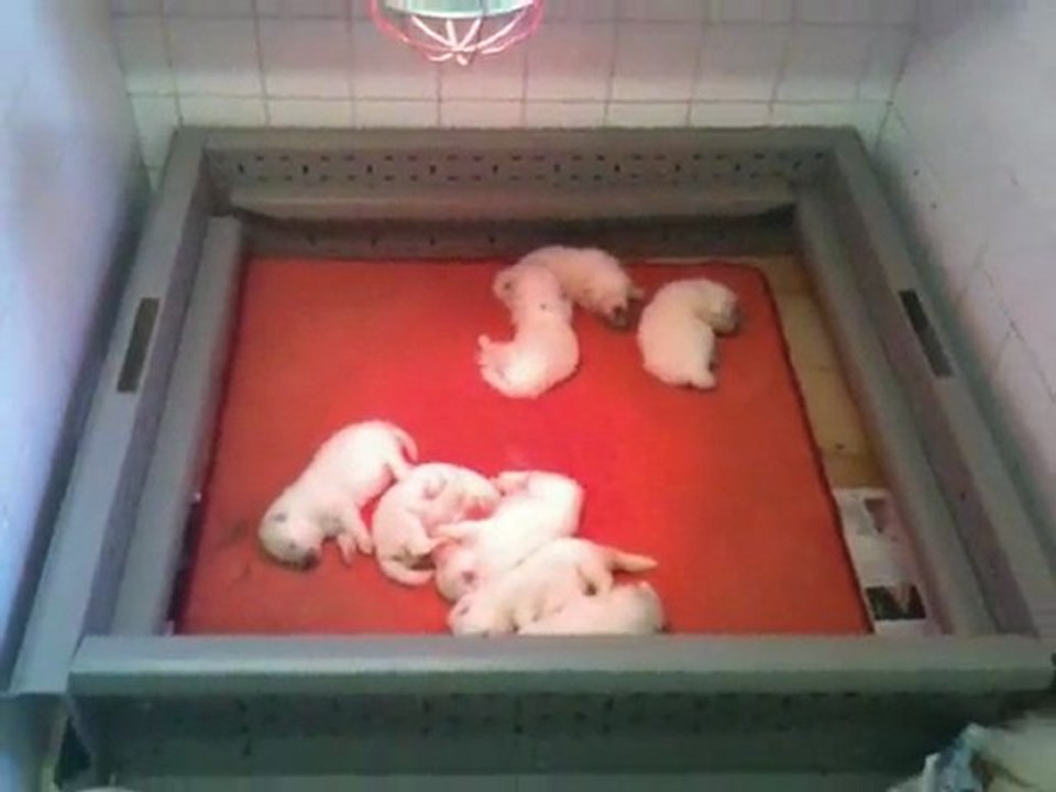 chiots samoyede 2